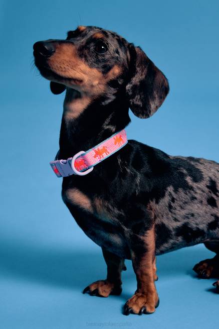 accesorios Bimba Y Lola collar para mascota con logo X46J964 rosa