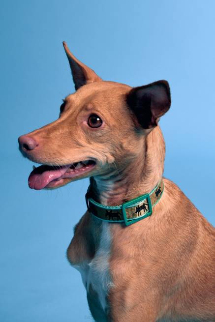 accesorios Bimba Y Lola collar para mascota con logo X46J968 caqui