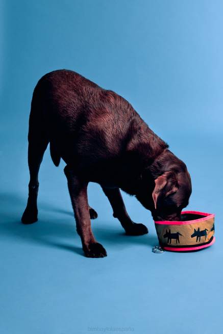 accesorios Bimba Y Lola tazón de agua para mascotas con logo X46J969 caqui